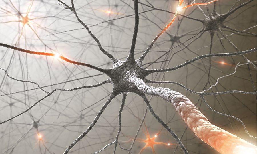 Οι νευρώνες του ιππόκαμπου περιοχή που σχετίζεται με τη μάθηση και τη μνήμη αναγεννώνται συνεχώς